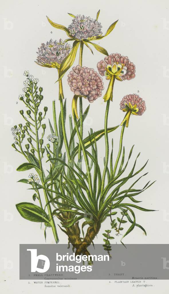 Flowering Plants of Great Britain: Small Chaffweed, Water Pimpernel, Thrift, Plantain Leaved Thrift (colour litho)