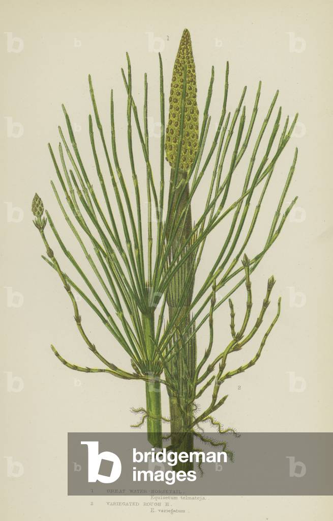 Great Water-Horsetail, Variegated Rough Horsetail (colour litho)