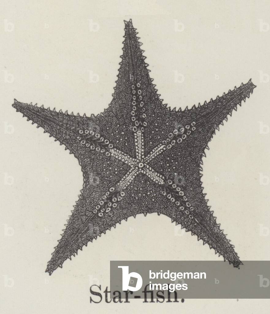 Starfish (engraving)