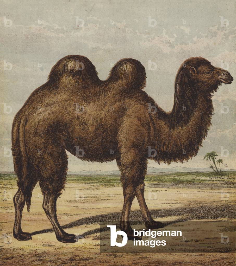Camel (colour litho)