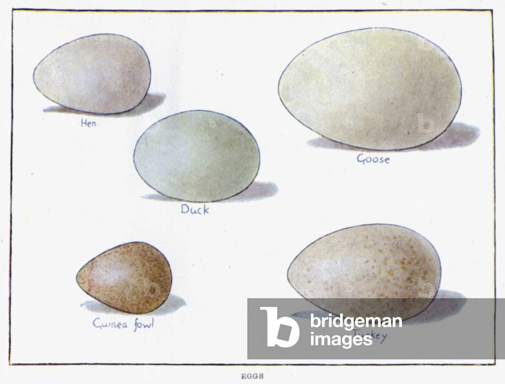 Eggs (colour litho)