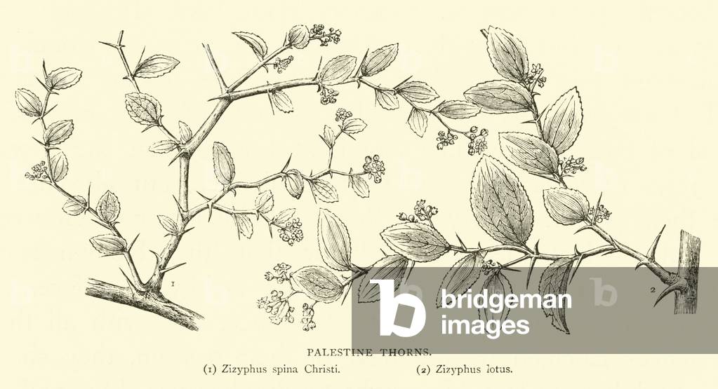 Palestine Thorns (engraving)