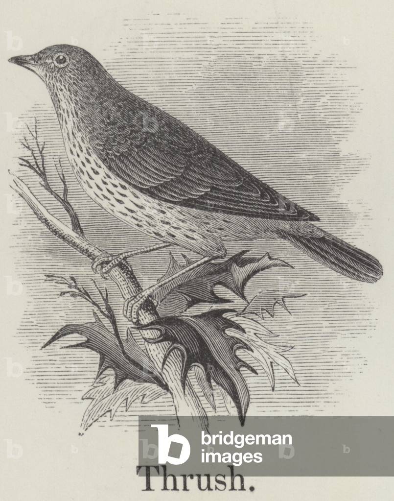 Thrush (engraving)