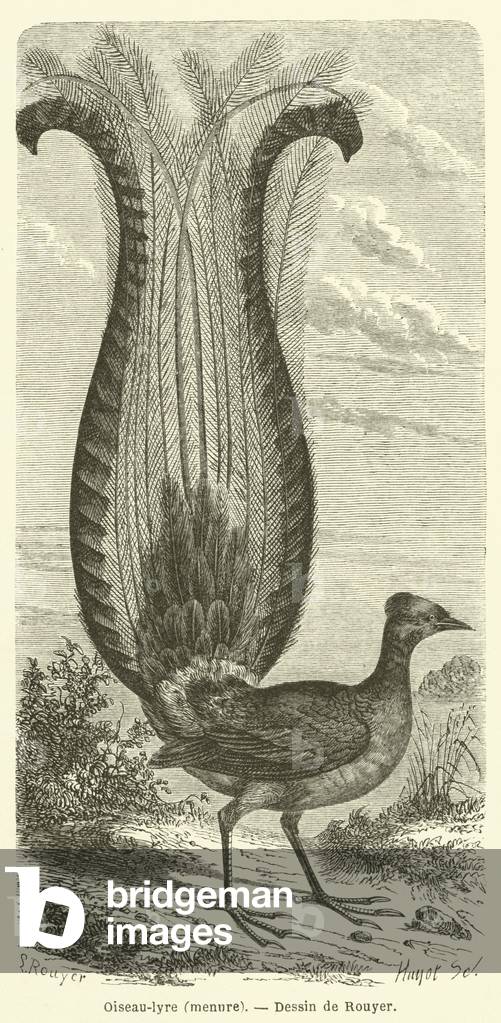Oiseau-lyre, menure (engraving)