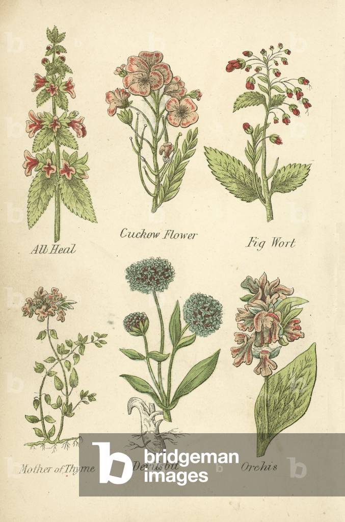 All Heal, Cuckow Flower, Fig Wort, Mother of Thyme, Devilsbit, Orchis (colour litho)