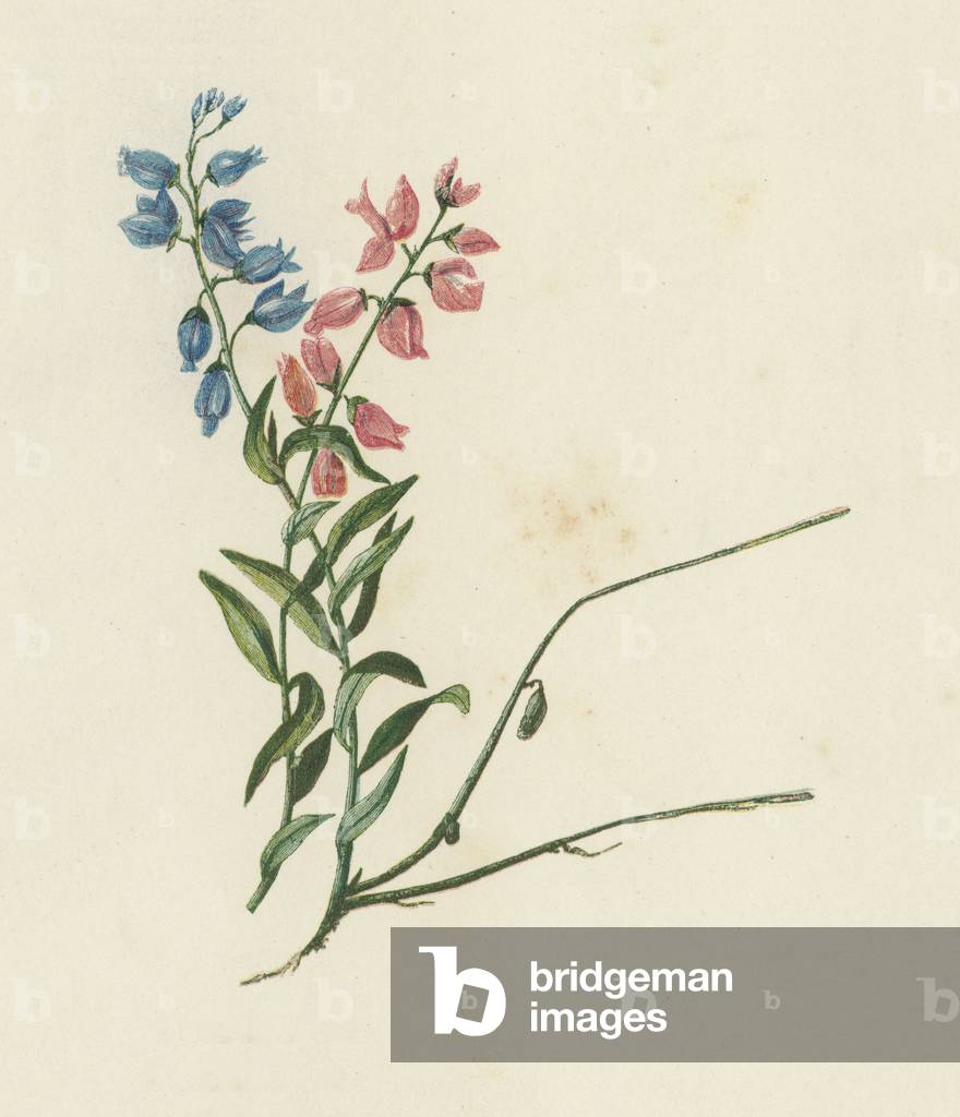 Milkwort, Polygala Vulgaris (colour litho)