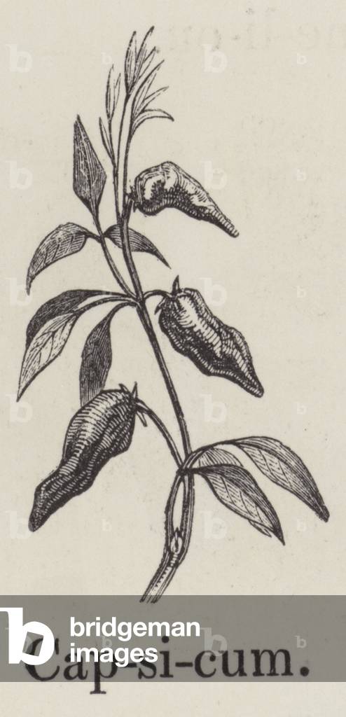 Capsicum (engraving)