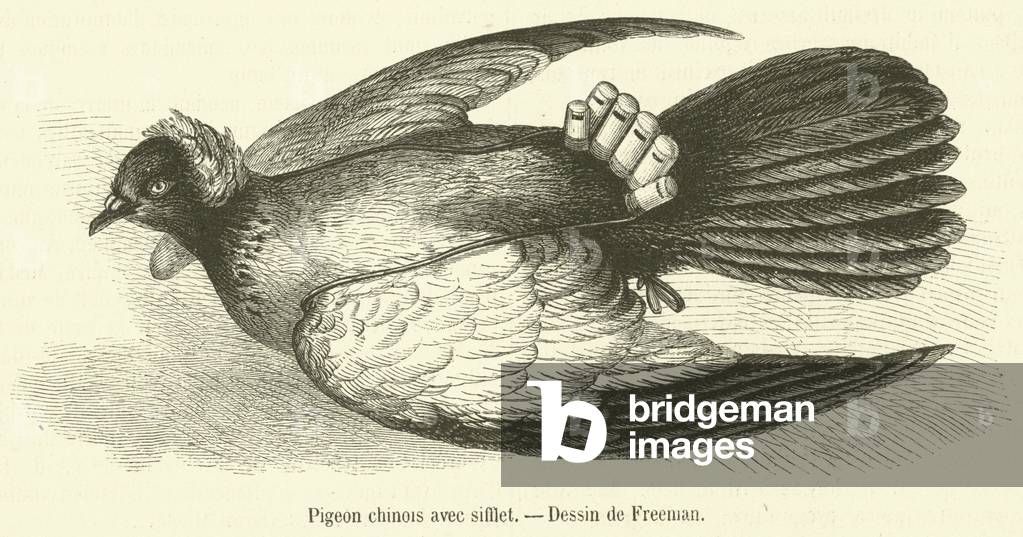 Pigeon chinois avec sifflet (engraving)