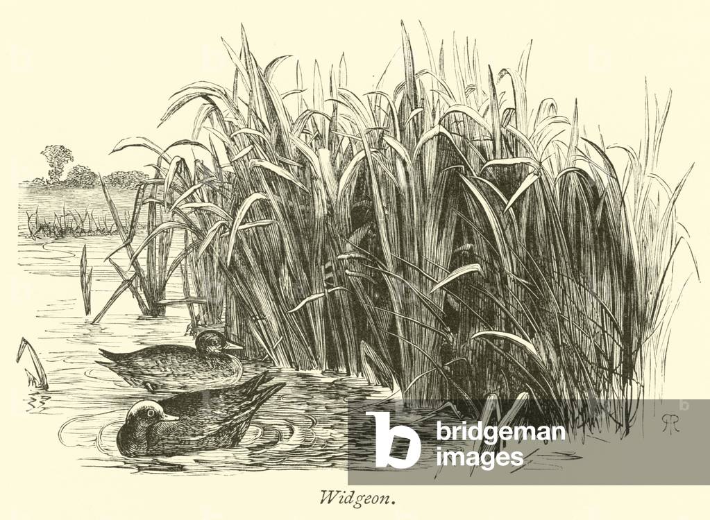 Widgeon (engraving)