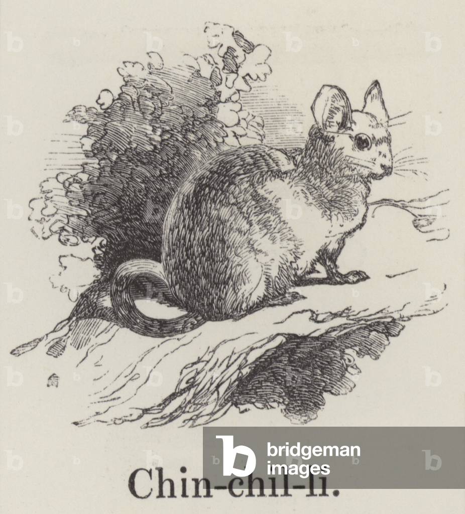 Chinchilli (engraving)