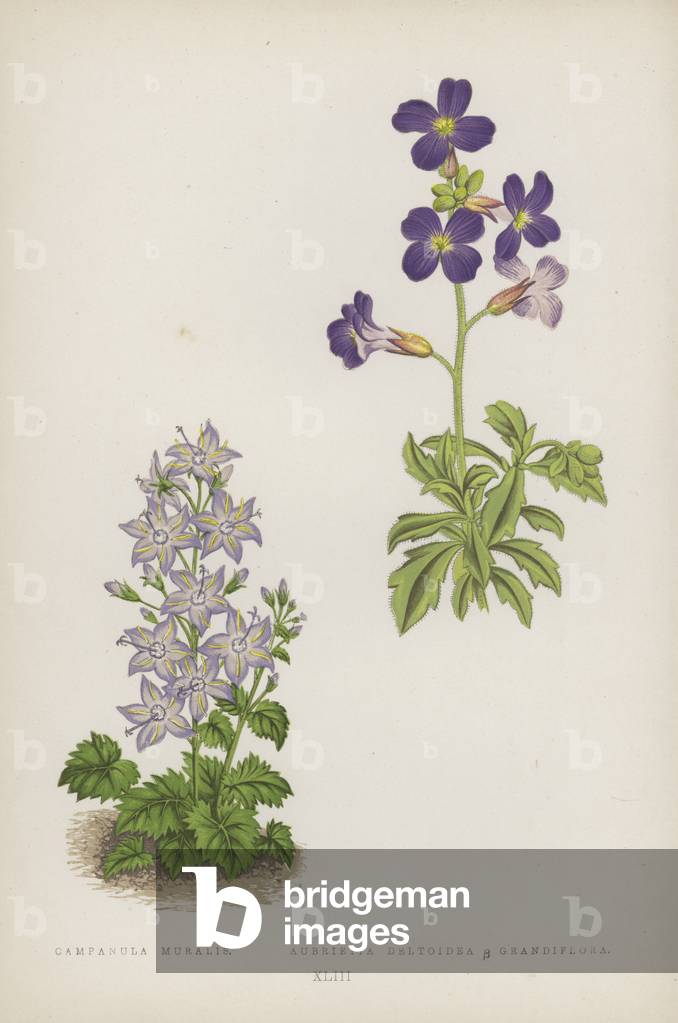 Campanula Muralis; Aubrietia Deltoidea B Grandiflora (colour litho)