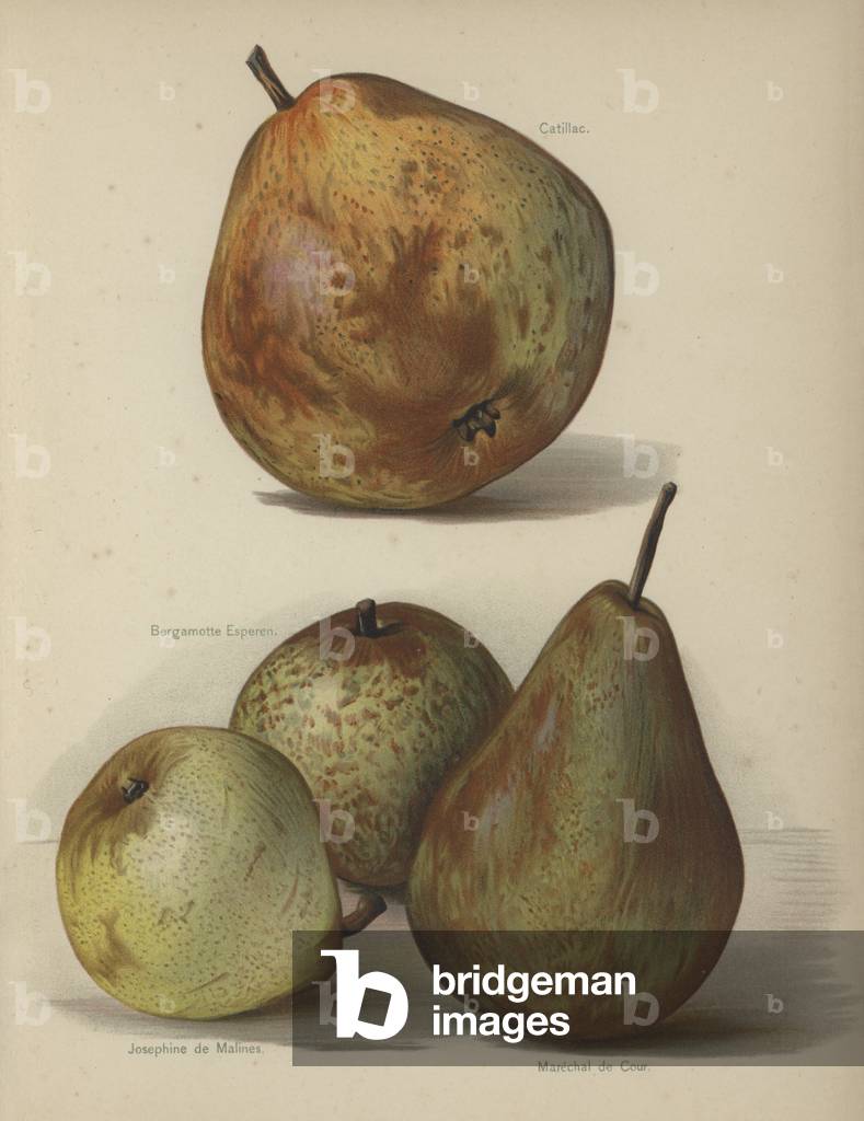 Catillac, Bergamotte Esperen, Josephine de Malines, Marechal de Cour (chromolitho)