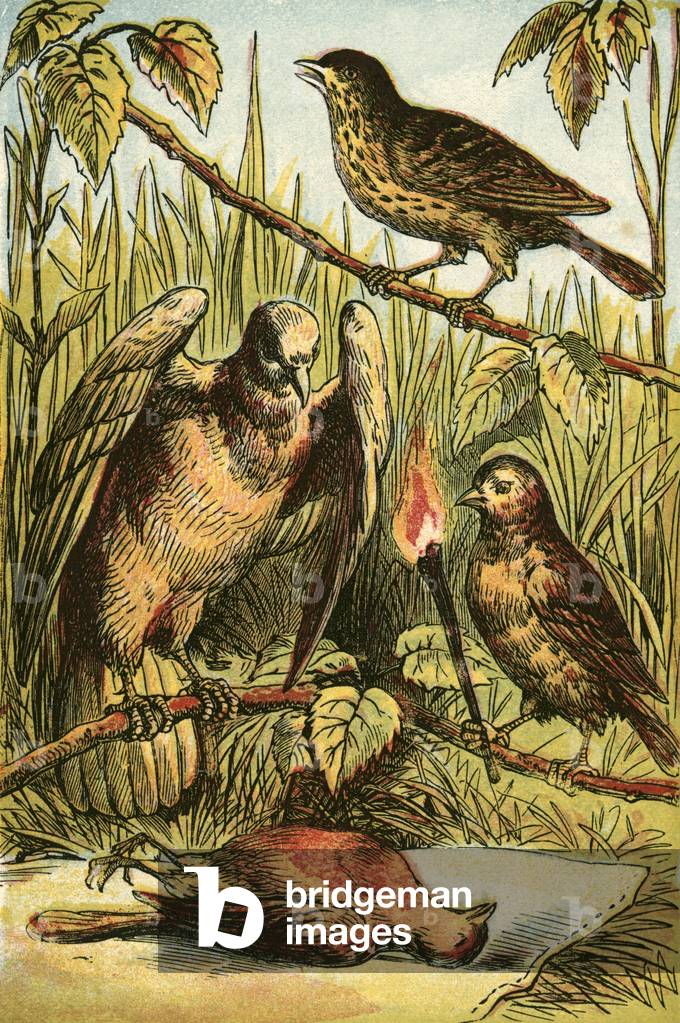 The Linnet, the Dove, and Cock Robin