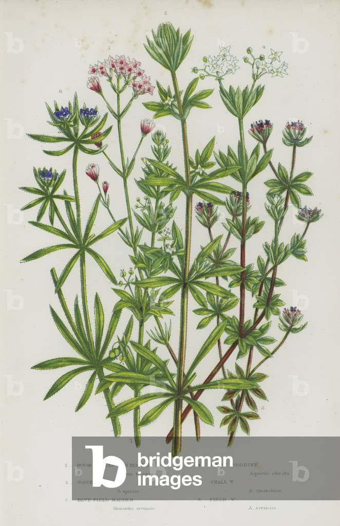 The Flowering Plants of Great Britain, c.1880 (litho)