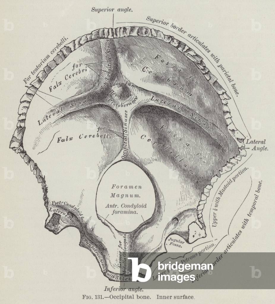 Occipital bone, inner surface (engraving)