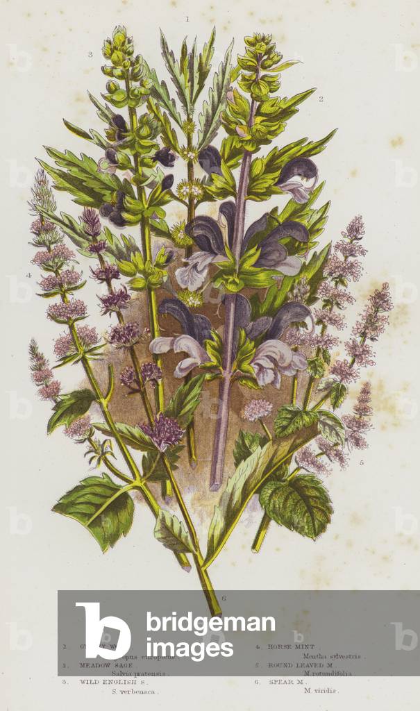 Flowering Plants of Great Britain: Gypsey-Wort, Meadow Sage, Wild English Sage, Horse-Mint, Round Leaved Mint, Spear Mint (colour litho)