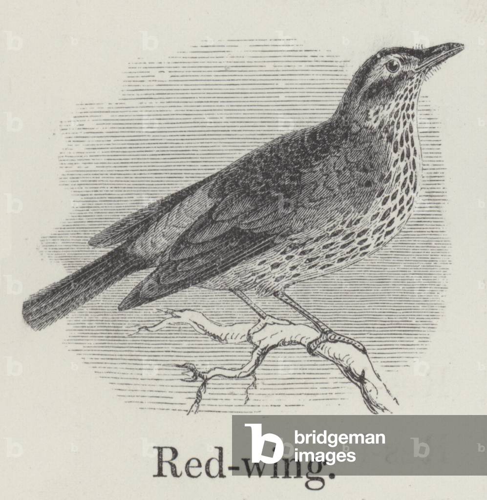 Redwing (engraving)