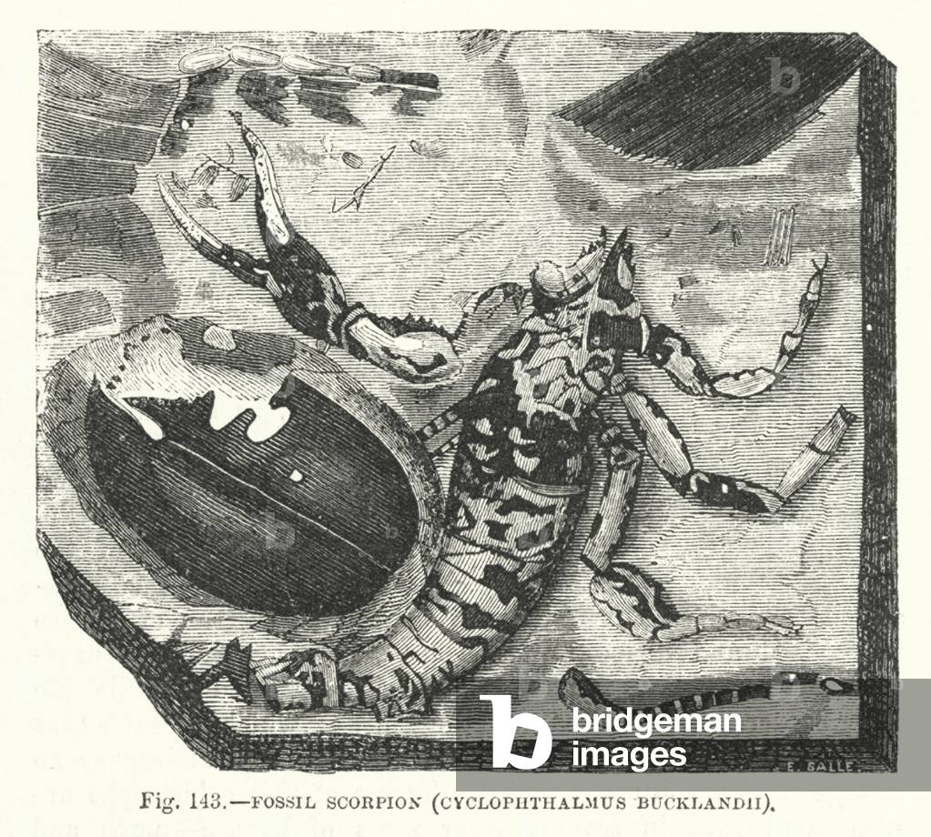 Fossil scorpion (engraving)