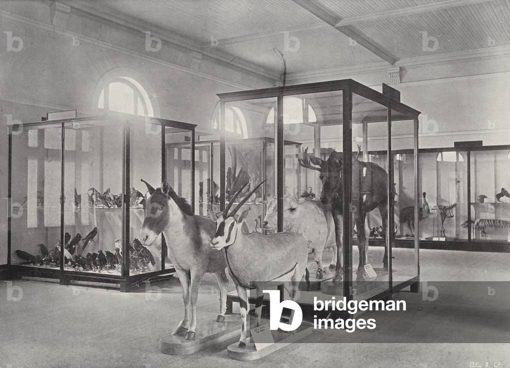 View of the Large North-West Exhibition Room (b/w photo)