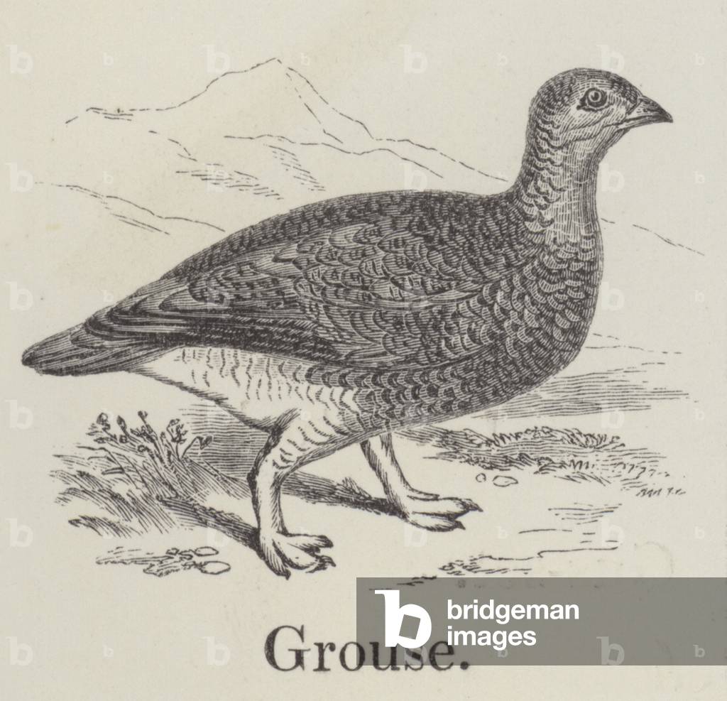 Grouse (engraving)