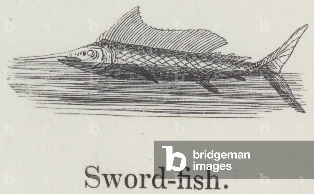 Swordfish (engraving)