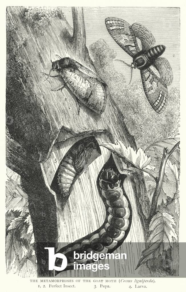 The Metamorphoses of the Goat Moth, Cossus ligniperda (engraving)