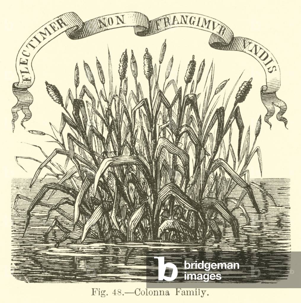 Colonna Family (engraving)