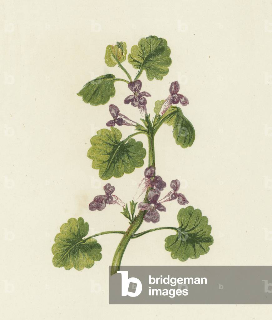 Ground Ivy, Glechoma Hederacea (colour litho)