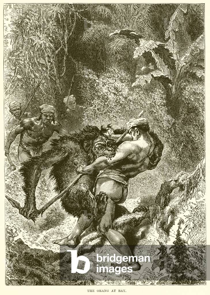 The Orang at Bay (engraving)