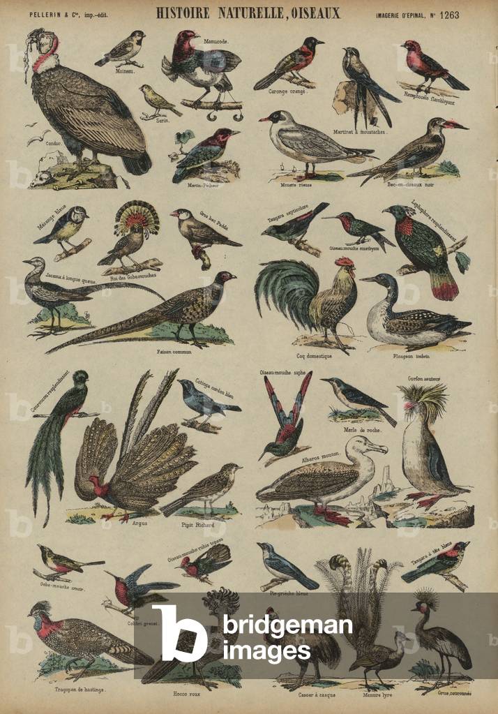Wild birds (coloured engraving)