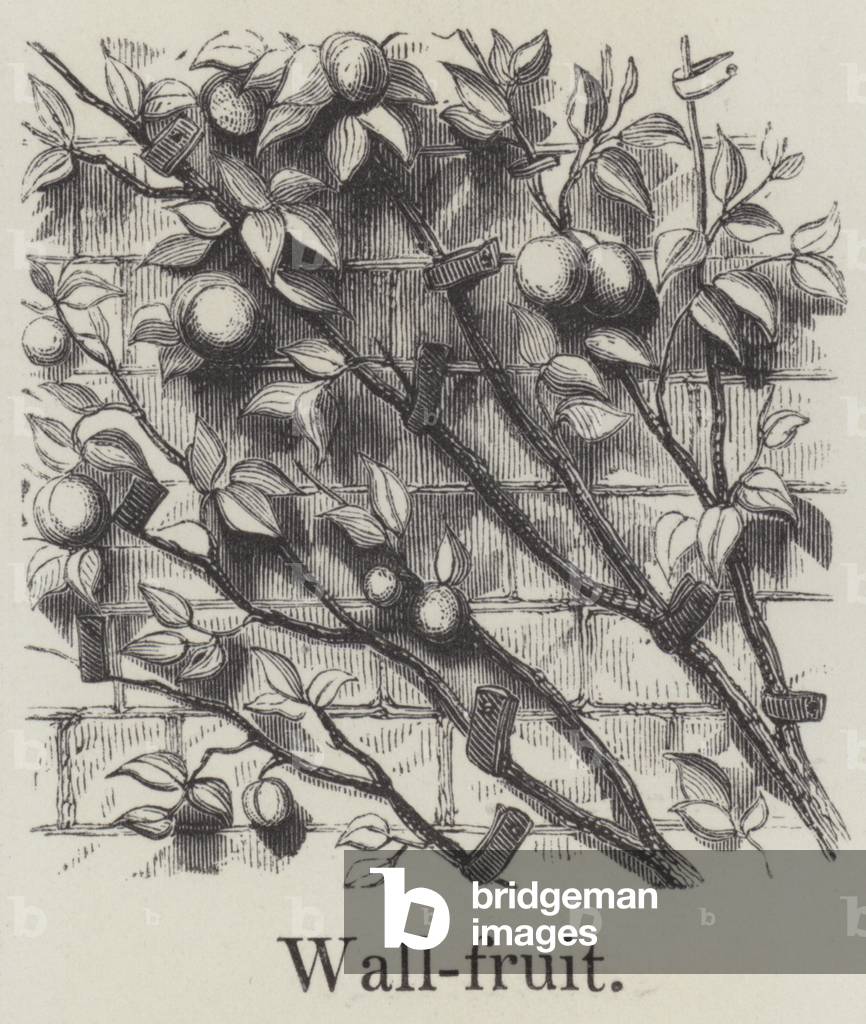 Wall fruit (engraving)