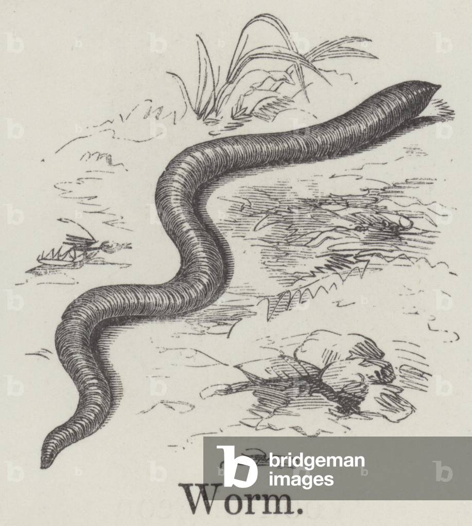 Worm (engraving)
