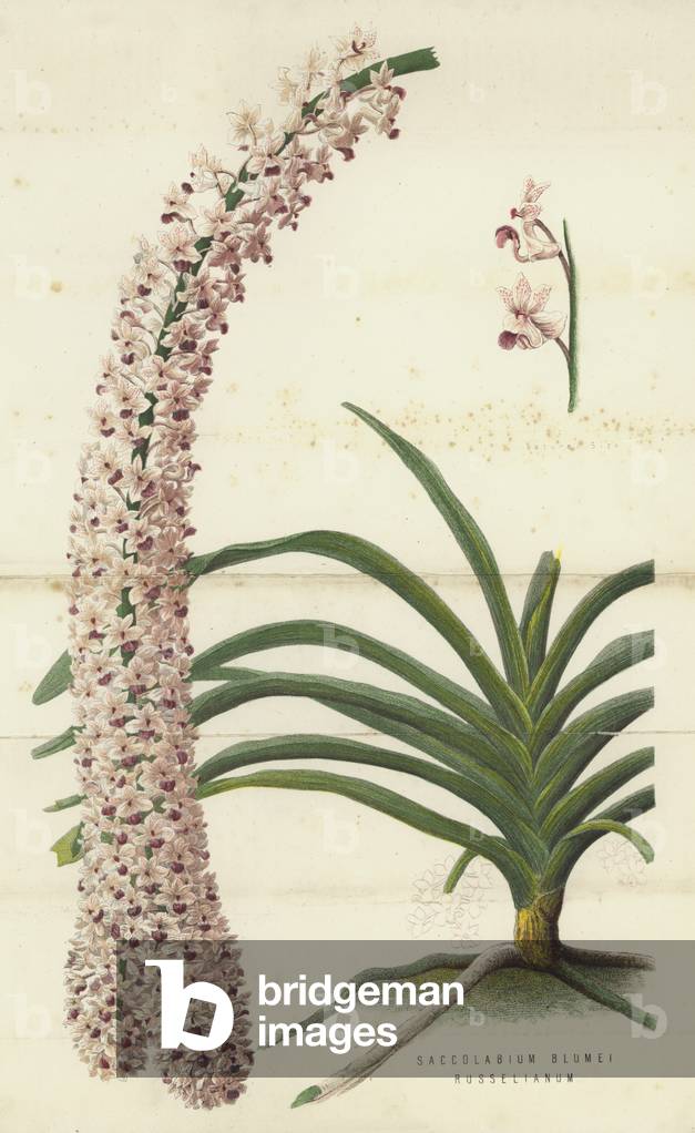 Saccolabium Blumei Russelianum (chromolitho)