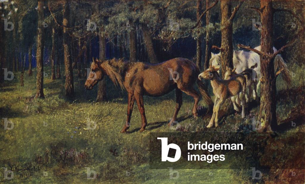 The New Forest: A Study (colour litho)