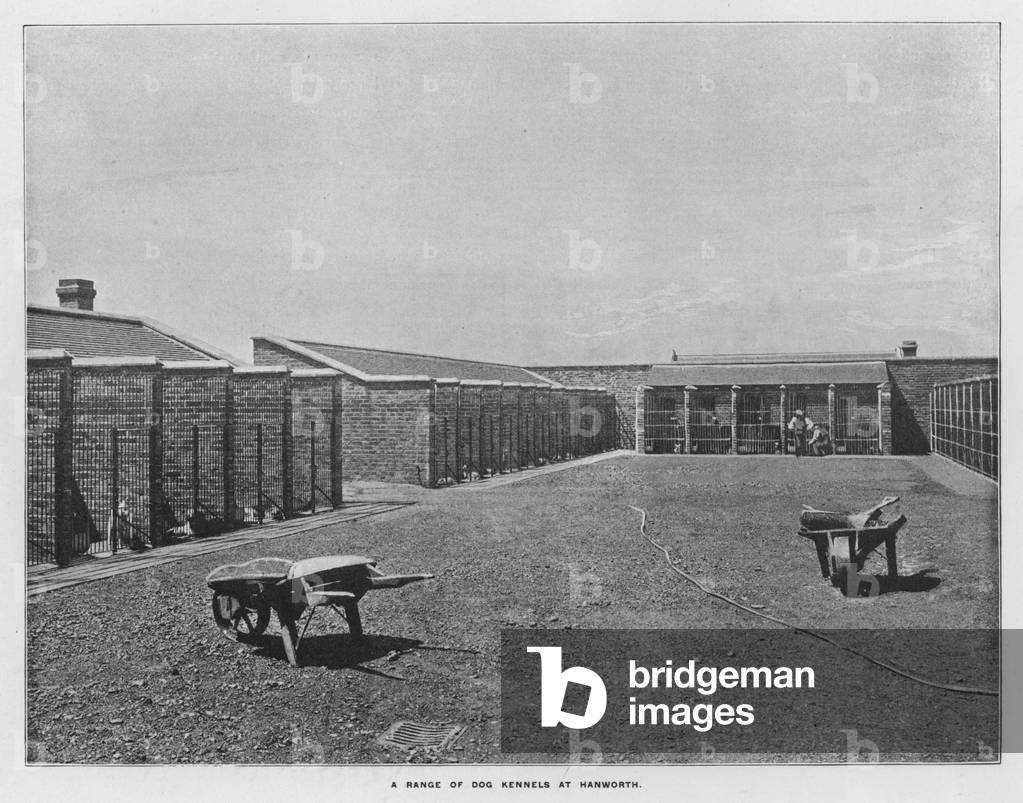 Whiteley's Farms: A range of dog kennels at Hansworth (b/w photo)