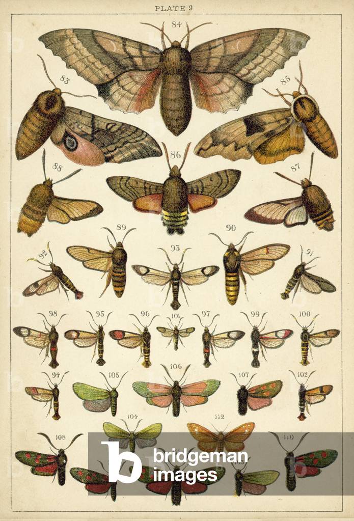Plate from Our Country's Butterflies and Moths (chromolitho)