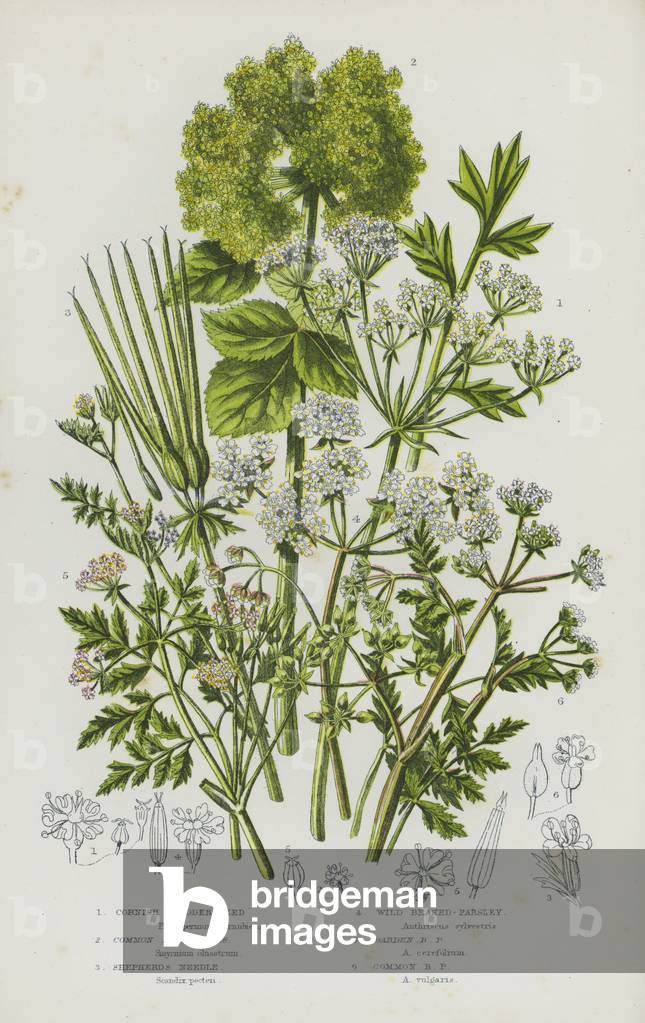 The Flowering Plants of Great Britain, c.1880 (litho)