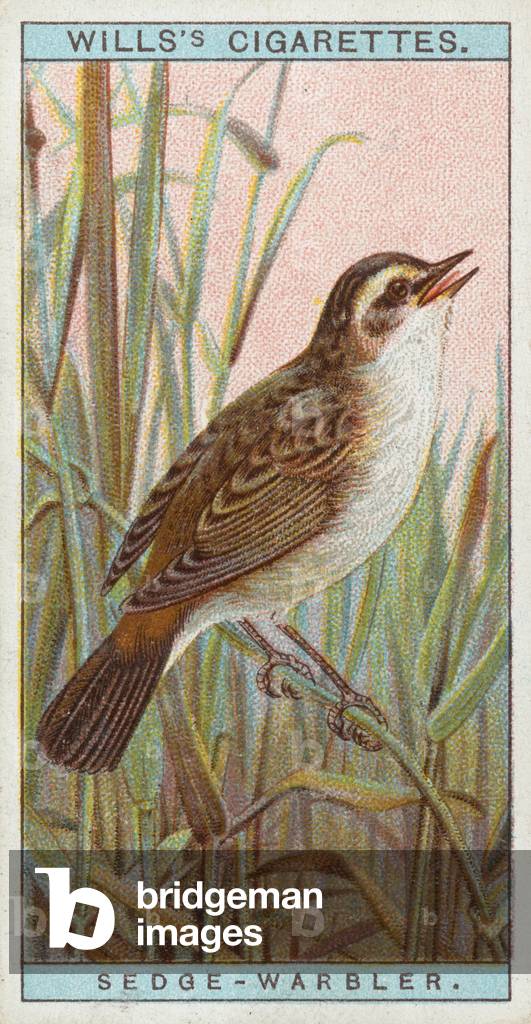 Sedge-Warbler (chromolitho)