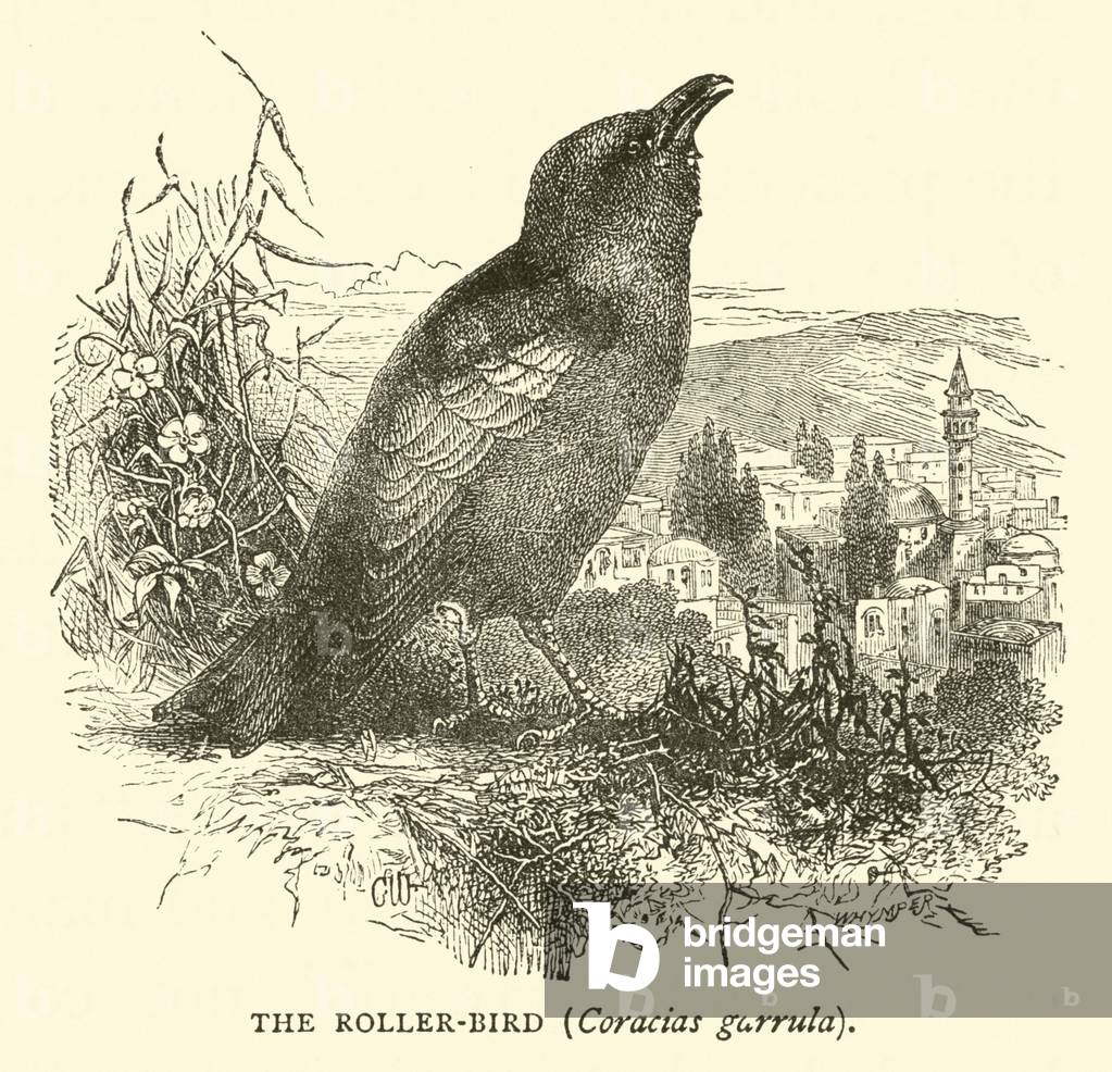 The Roller-bird, Coracias garrula (engraving)