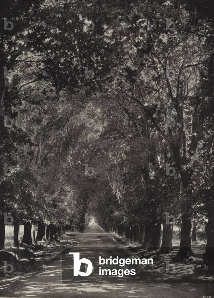 Newland's Avenue (b/w photo)