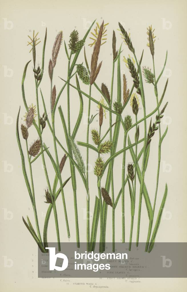Russet Carex, Pale Carex, Long Bracteated Carex, Yellow Carex, Tawny Carex, Loose Carex  (colour litho)