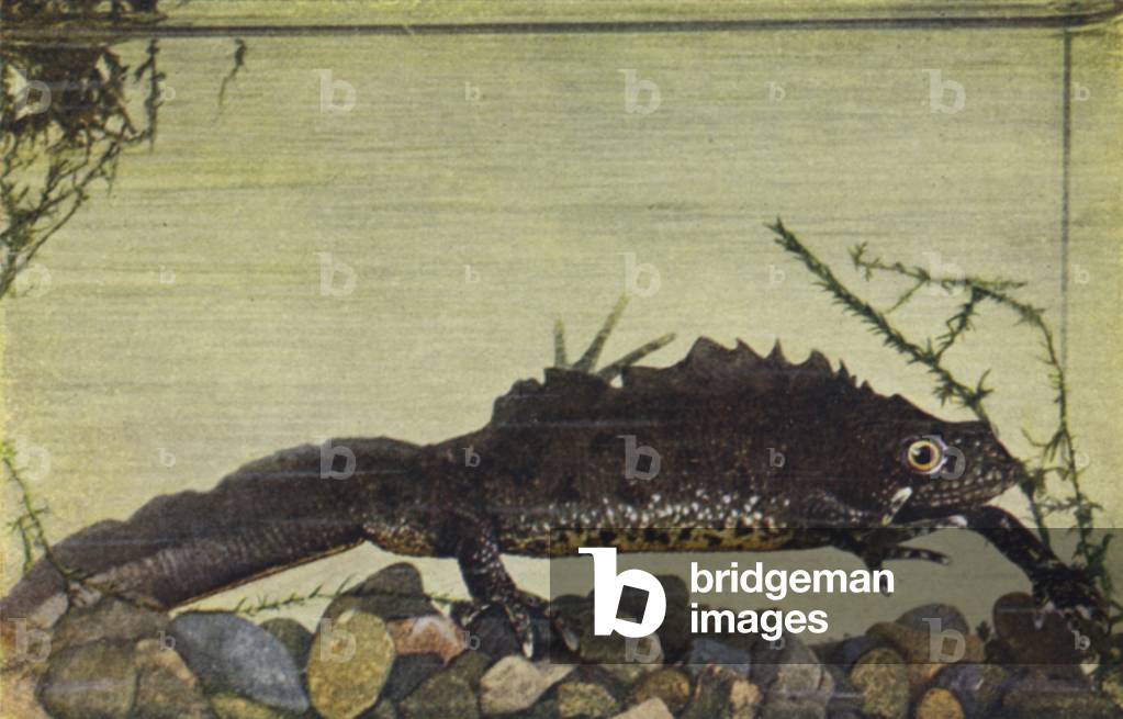 Crested Newt, male, Molge cristata (coloured photo)