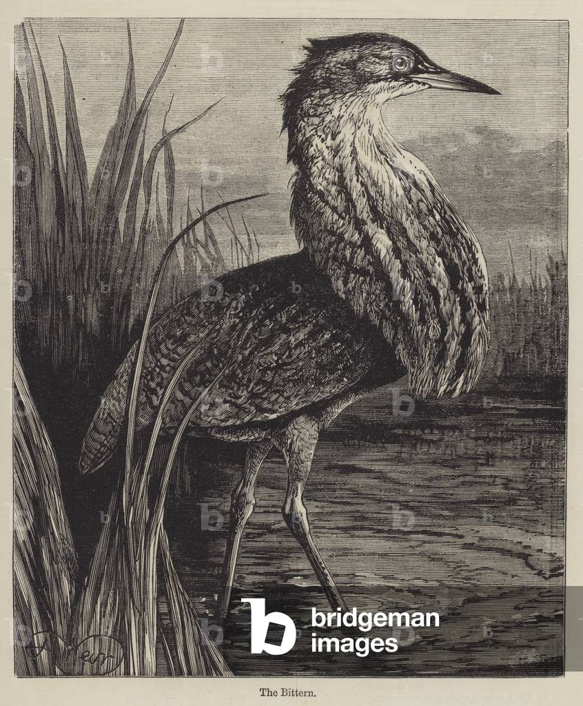 The Bittern (engraving)