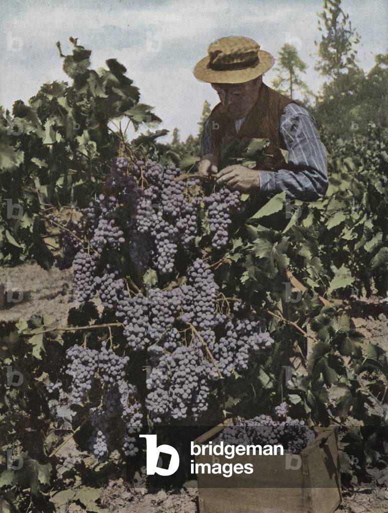 Oregon: Rogue River Valley Grapes (photo)