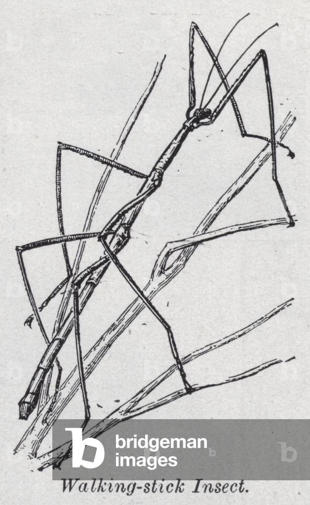 Walking-stick insect (litho)