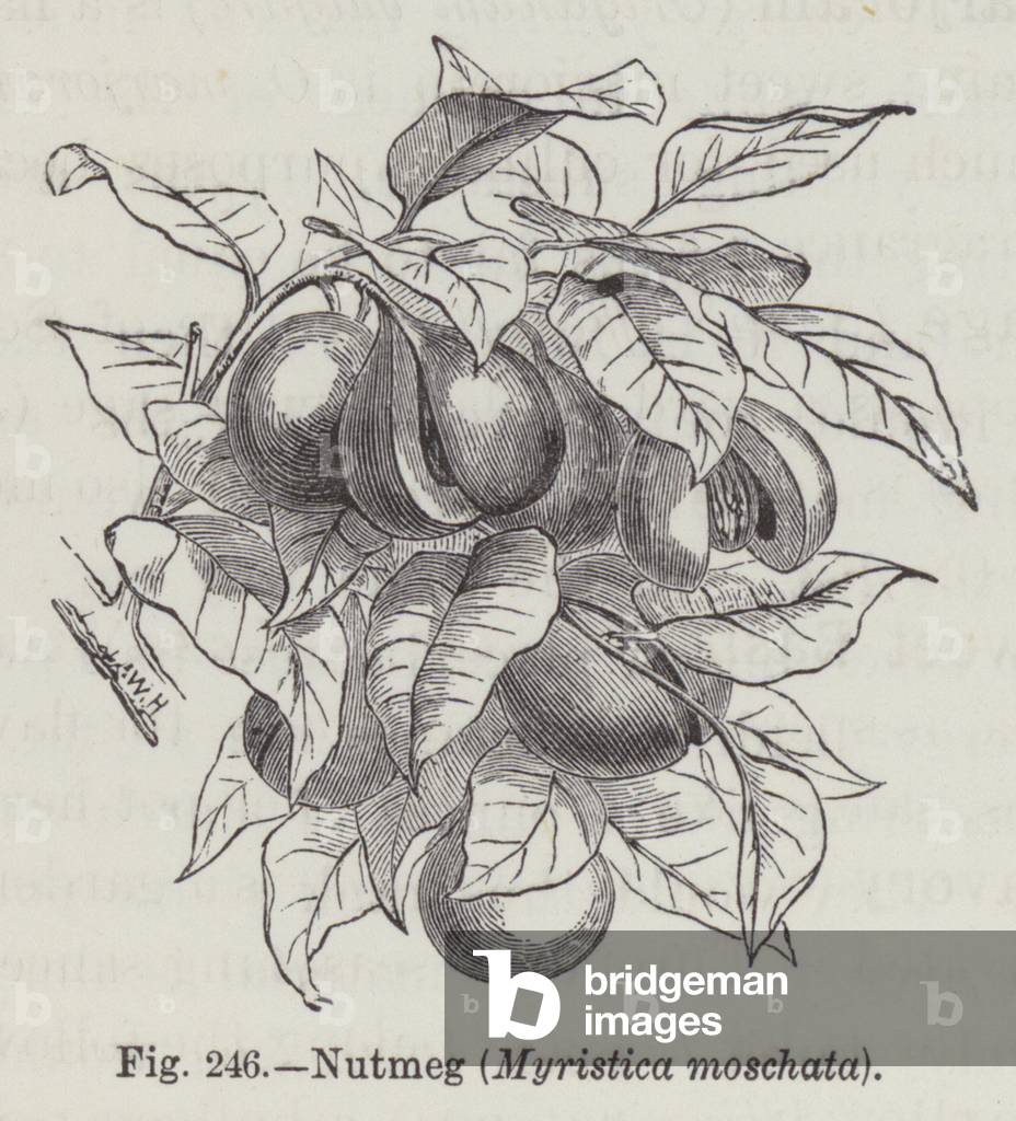 Nutmeg, Myristica moschata (engraving)