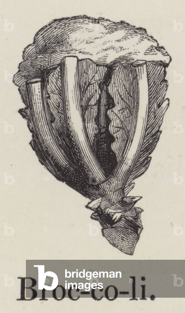 Broccoli (engraving)