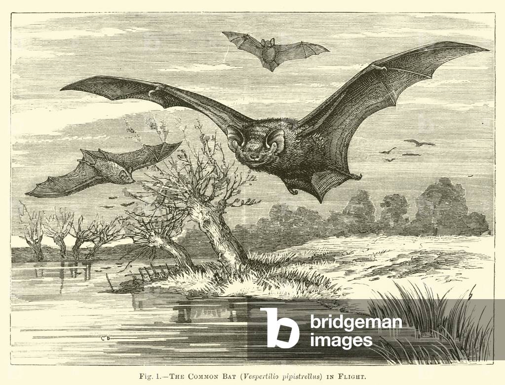 The Common Bat, Vespertilio pipistrellus, in Flight (engraving)