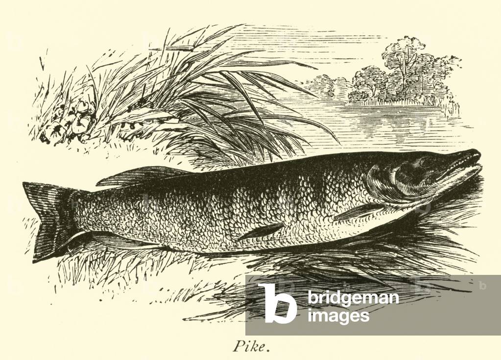 Pike (engraving)