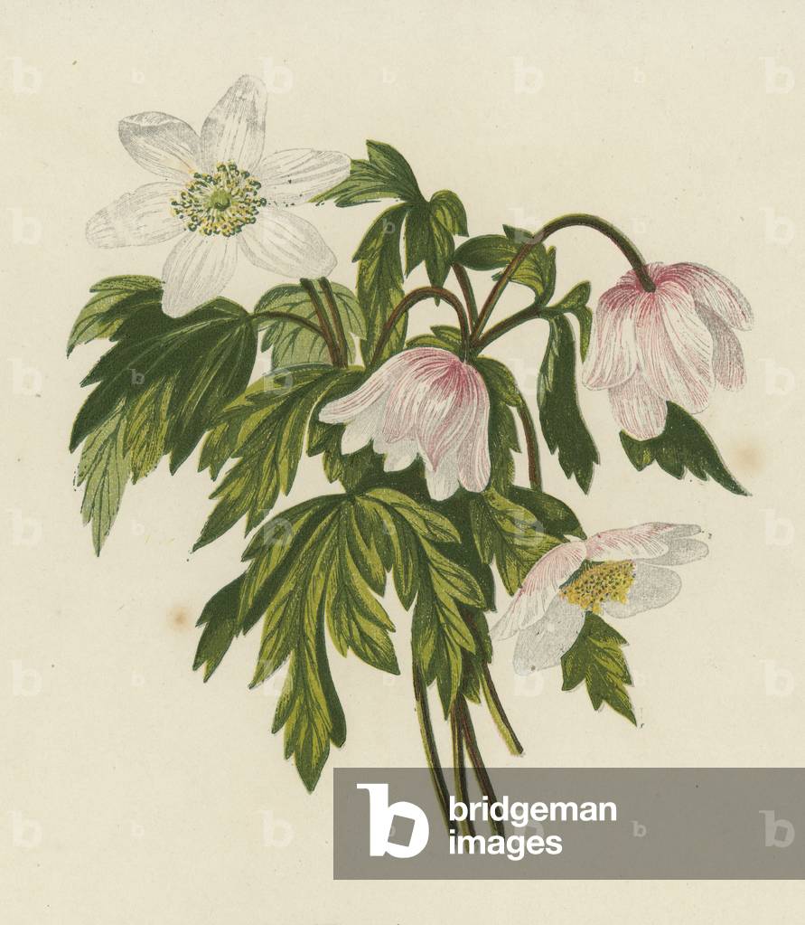 Wood Anemone, Anemone Nemorosa (colour litho)